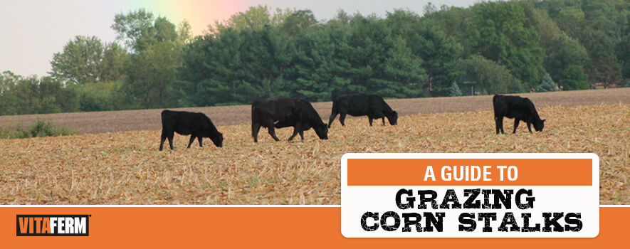CN Grazing Corn Stalks Header